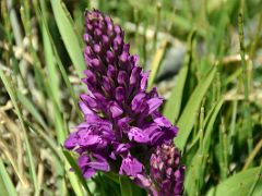 16 Purple Lupine Flower At Kulquin Bulak Camp In Shaksgam Valley On Trek To Gasherbrum North Base Camp In China.jpg